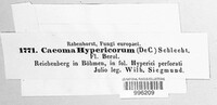 Melampsora hypericorum image
